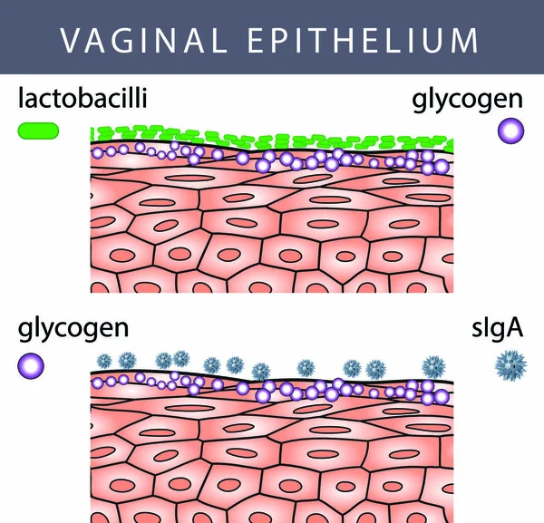 Ilustración Médica Estructura Del Epitelio Vaginal Con Lactobacilos Superficie Moléculas — Vector de stock