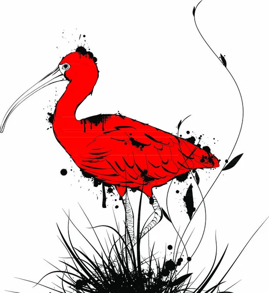 Ilustración Grunge Vintage Diseñado Eudocimus Ruber Red Ibis Sobre Fondo — Archivo Imágenes Vectoriales