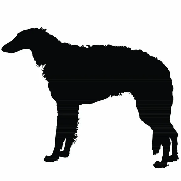 Uma Silhueta Belo Borzoi Vermelho Branco —  Vetores de Stock