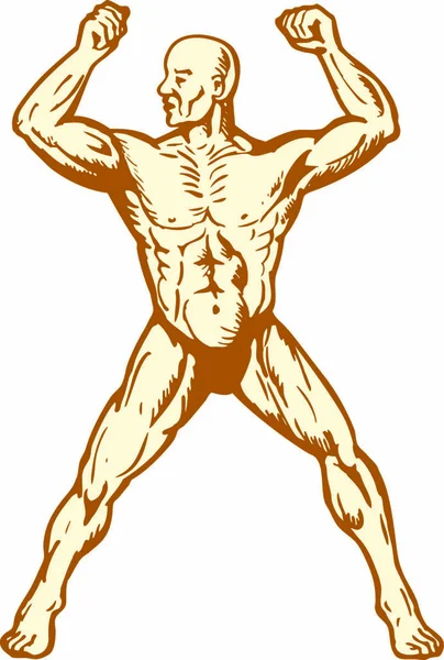Illustrazione Anatomia Umana Maschile Body Builder Flessione Muscolare Sfondo Isolato — Vettoriale Stock