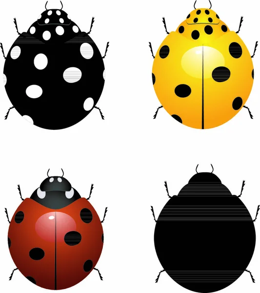 Set Vector Illustration Ladybirds — Stock Vector