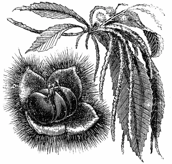 Castanea Sativaストックベクター ロイヤリティフリーcastanea Sativaイラスト Depositphotos