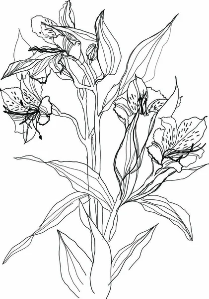 Квітка Альстрамерії Малюнок Білому Тлі — стоковий вектор