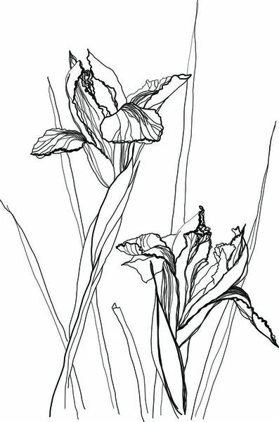 Квітка Айріс Білому Фоні — стоковий вектор