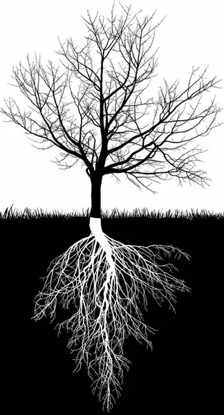 Ilustrasi Hitam Dan Putih Dari Pohon Ceri Berdaun Dengan Akar - Stok Vektor