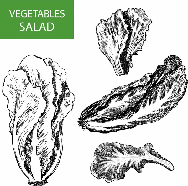 Salade Set Vectorillustraties — Stockvector