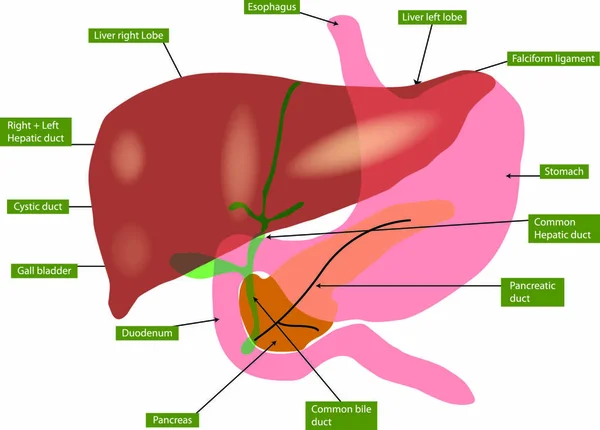 Ілюстрація Анатомії Печінки Жовчного Міхура — стоковий вектор
