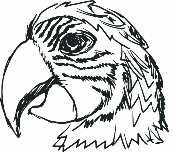 Kézzel Rajzolt Vázlat Rajzfilm Illusztráció Papagáj — Stock Vector