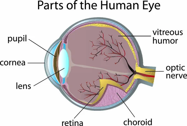 Ilustración Partes Del Ojo Humano — Vector de stock