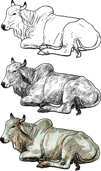 Kresba Odpočívající Bílé Krávy American Brahman — Stockový vektor