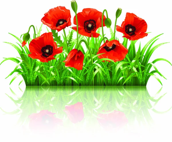 Roter Mohn Gras Vektorillustration — Stockvektor