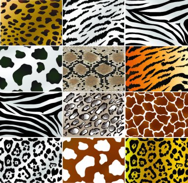 Illustation of different animals and snakes skins clipart
