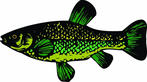 Fish Vector Color Vector Illustration — Stock Vector