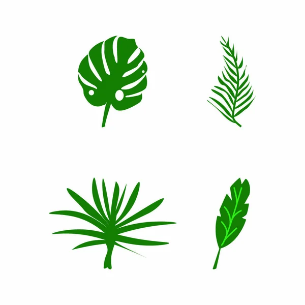 Ilustração Vetorial Conjunto Folhas Uma Planta Tropical Isolada Sobre Fundo — Vetor de Stock