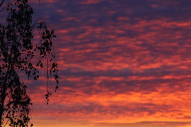 Ağaç dalları parlak, sulu günbatımı gökyüzünün arka planında