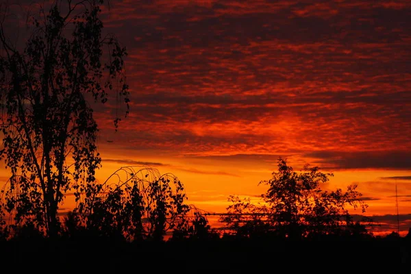 在明亮多汁的日落天空背景上的树枝 — 图库照片