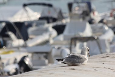 Bir martı kayıkların arasında bir teknenin çatısında oturur..