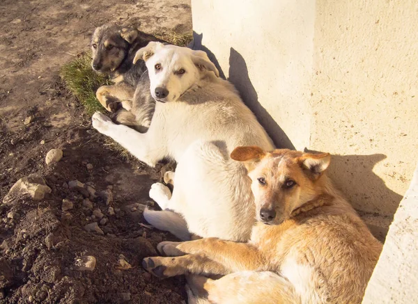 Friendly dogs in Yessentuki is a spa city in Stavropol Krai