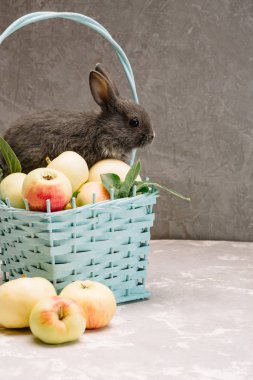 Beyaz çiçekli bir sepetin yanında elmalarla sepette oturan küçük gri tavşan.