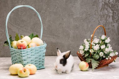 Siyah benekli küçük beyaz tavşan bir sepet elma ve beyaz çiçekli bir sepetin yanında oturuyor.