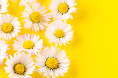 Sarı arka planda narin papatyalar