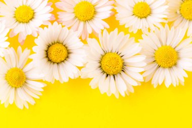 Sarı arka planda narin papatyalar