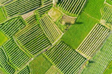 Valtellina (BT) - elma bahçelerinde Chiuro alan - Ponte Valtellina içinde - havadan görünümü