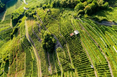 Castionetto di Chiuro - Valtellina (Ch) - Üzüm bağlarıyla panoramik hava manzarası