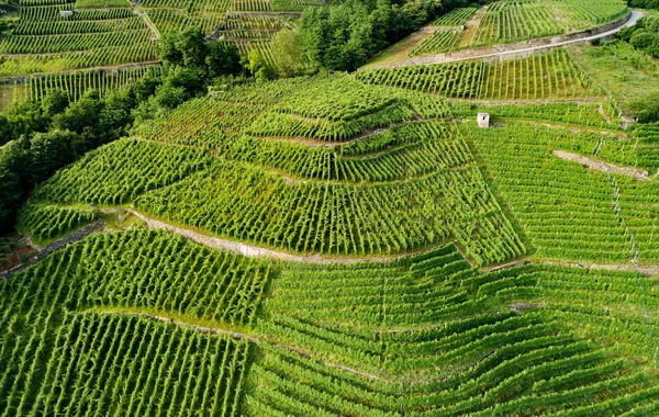 Castionetto di Chiuro - Valtellina (Ch) - Üzüm bağlarıyla panoramik hava manzarası