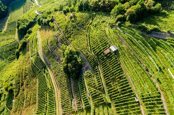 Castionetto Chiuro Valtellina Panorámás Kilátás Szőlőhegyekkel — Stock Fotó