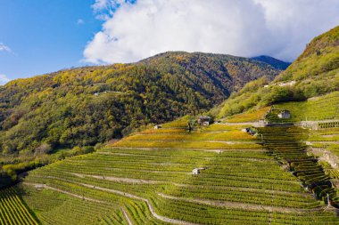 Valtellina (It) - Bianzone bölgesinde Terrace Vineyard