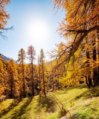 Sonbahar mevsiminde sarı renkli tarlalar