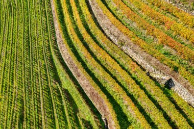 Valtellina (It) - Bianzone bölgesinde Terrace Vineyard