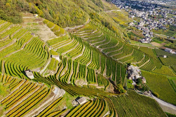 Valtellina Winnica Tarasowa Rejonie Bianzone — Zdjęcie stockowe