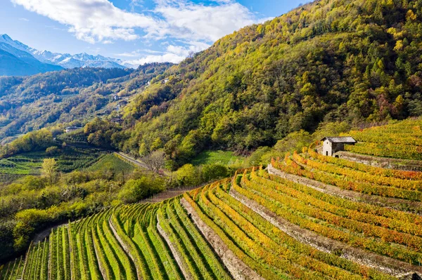 Valtellina Winnica Tarasowa Rejonie Bianzone — Zdjęcie stockowe