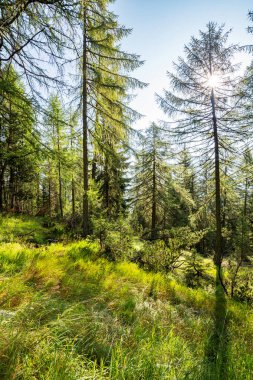 Karaçamalı yaz manzarası