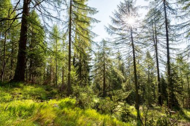 Karaçamalı yaz manzarası