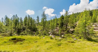 Karaçamalı yaz manzarası