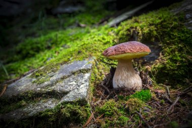 Porcini mantar - (Boletus Mantarı)