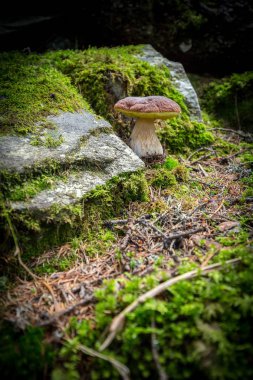 Porcini mantar - (Boletus Mantarı)