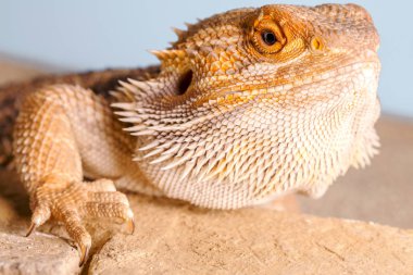 Pogona Vitticeps - yakın çekim