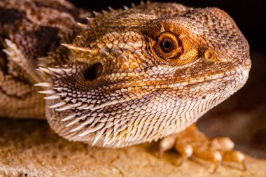 Pogona Vitticeps - yakın çekim