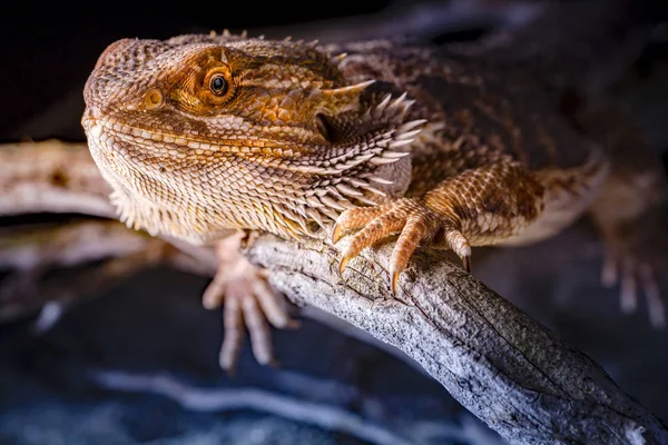 Szakállasagáma Vitticeps Közelről — Stock Fotó