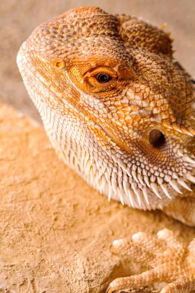 Pogona Vitticeps Bliska — Zdjęcie stockowe