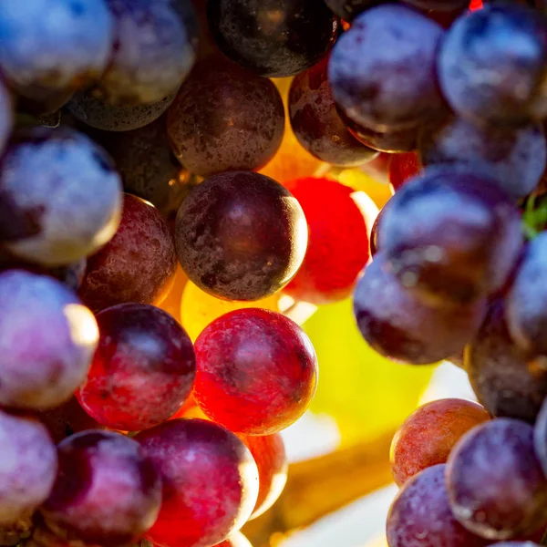 Bouquet Raisins Multicolores Gros Plan — Photo