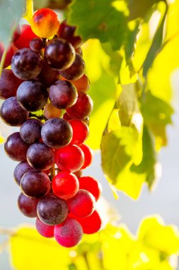 Bir demet renkli üzüm - yakın çekim