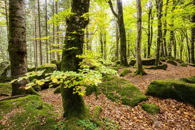 Kayın ağaçları ile parlak çalılıklar