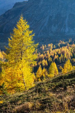 Yüksek dağlarda sonbahar tarzında tarlakuşları