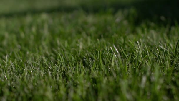 Beautiful sunny soap bubbles fly around the lawn — Stock Video