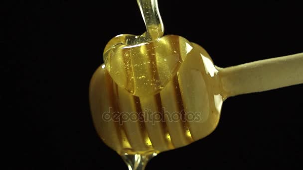 Miód kapiący z Honey Dipper — Wideo stockowe